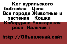 Кот курильского бобтейла › Цена ­ 5 000 - Все города Животные и растения » Кошки   . Кабардино-Балкарская респ.,Нальчик г.